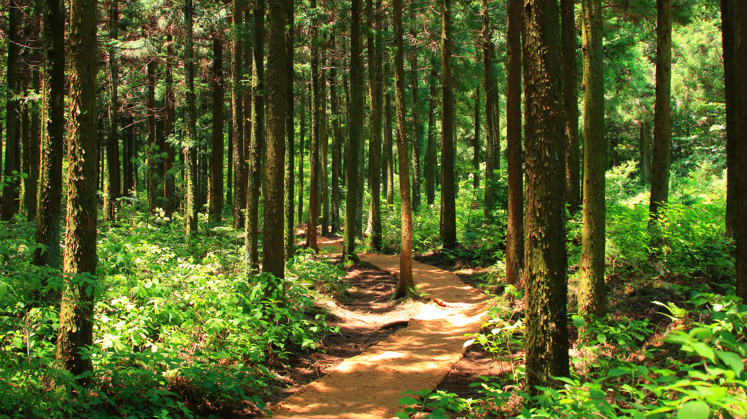 Forêt